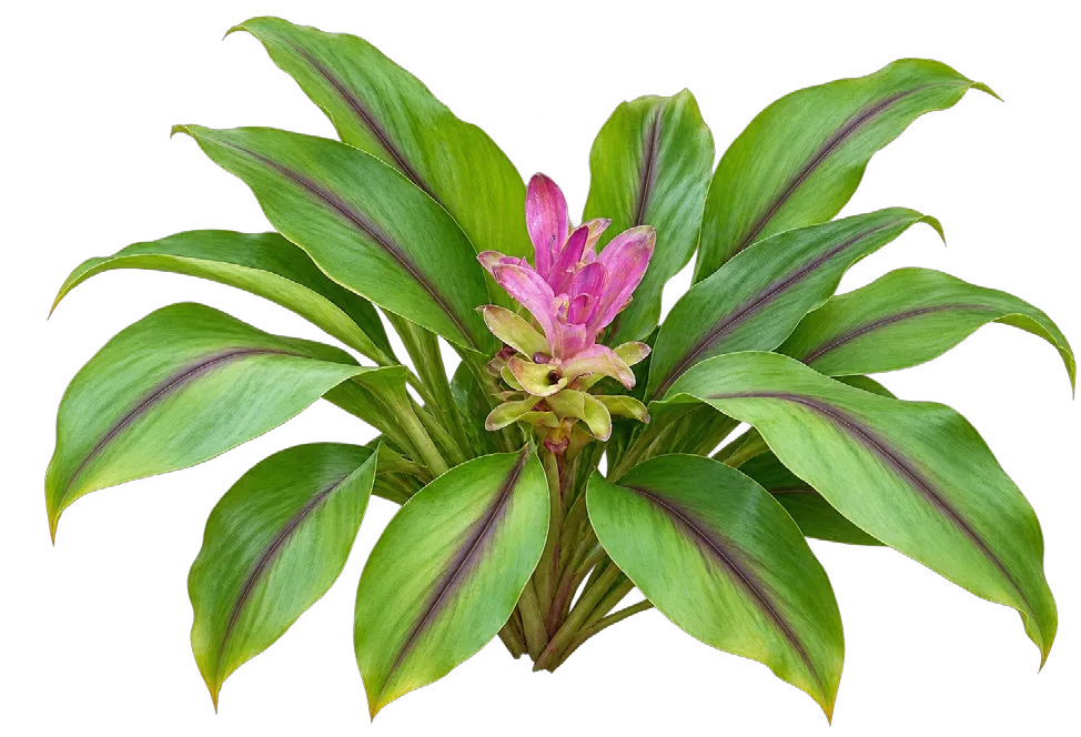 Black Turmeric