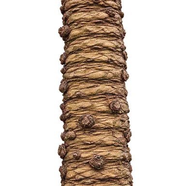 Cycas circinalis bark