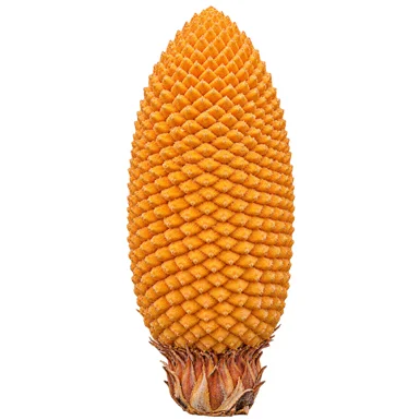 Cycas circinalis male cone