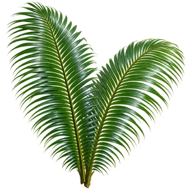 Cycas circinalis leaves