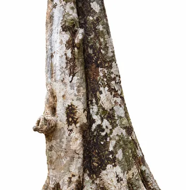 Cynometra beddomei bark