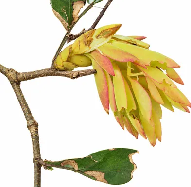 Cynometra beddomei flower