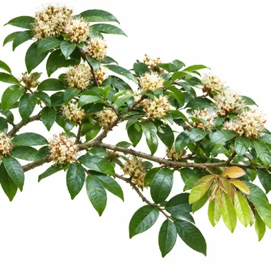 Cynometra beddomei fruit / seeds
