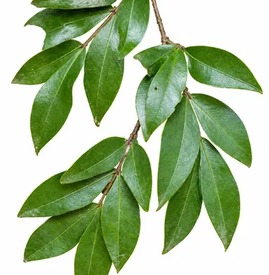 Cynometra beddomei leaves