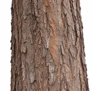 Dalbergia latifolia bark