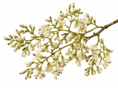 Dalbergia latifolia flower
