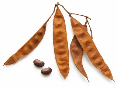 Dalbergia latifolia fruit / seeds
