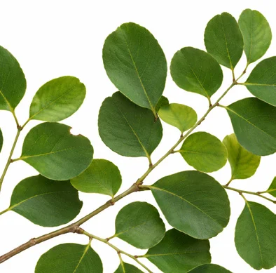 Dalbergia latifolia leaves