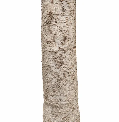 Dalbergia paniculata bark