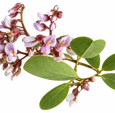 Dalbergia paniculata flower