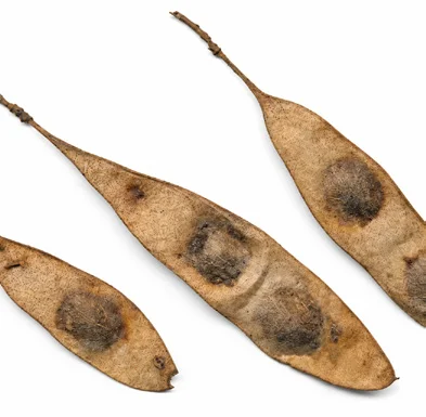 Dalbergia paniculata fruit / seeds
