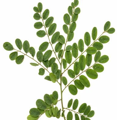 Dalbergia paniculata leaves