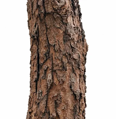 Dalbergia sissoo bark