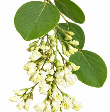 Dalbergia sissoo flower