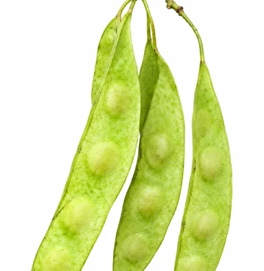 Dalbergia sissoo fruit / seeds
