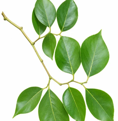 Dalbergia sissoo leaves