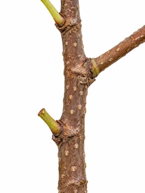 Debregeasia longifolia bark