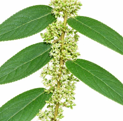 Debregeasia longifolia flower