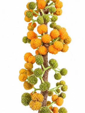 Debregeasia longifolia fruit / seeds