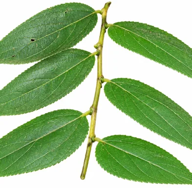 Debregeasia longifolia leaves