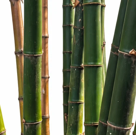 Dendrocalamus strictus bark
