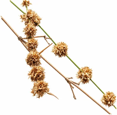 Dendrocalamus strictus flower