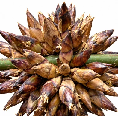 Dendrocalamus strictus fruit / seeds