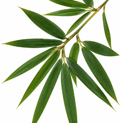 Dendrocalamus strictus leaves