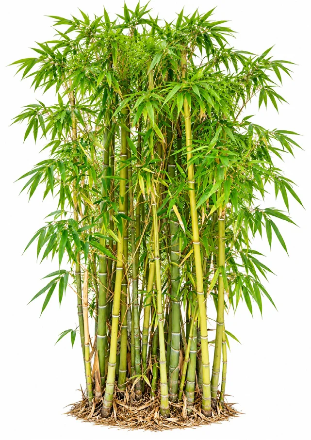 Calcutta Bamboo