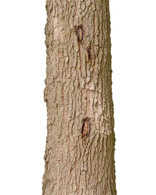 Dimocarpus longan bark