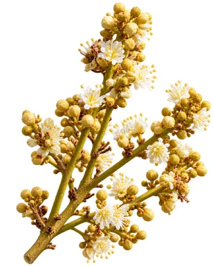 Dimocarpus longan flower