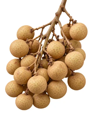 Dimocarpus longan fruit / seeds
