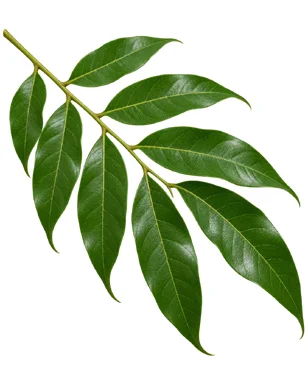Dimocarpus longan leaves