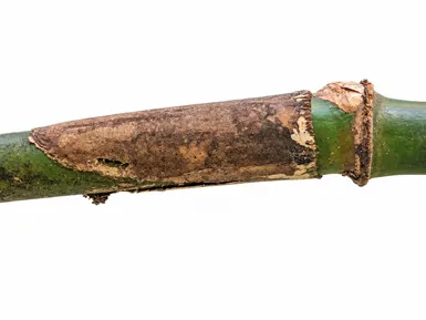 Dinochloa andamanica bark