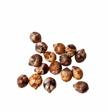 Dinochloa andamanica fruit / seeds