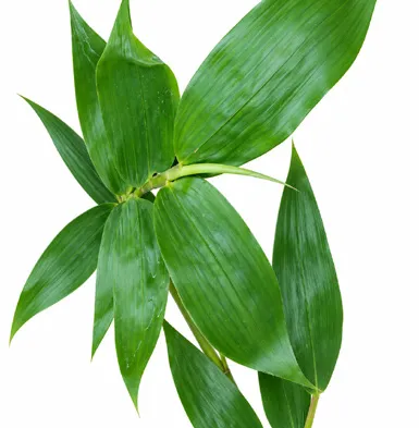 Dinochloa andamanica leaves