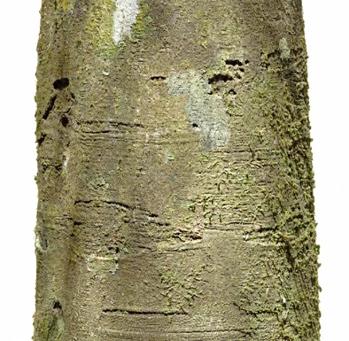 Diospyros candolleana bark