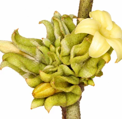 Diospyros candolleana flower