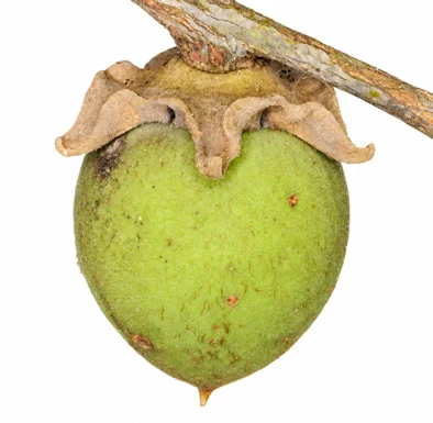 Diospyros candolleana fruit / seeds
