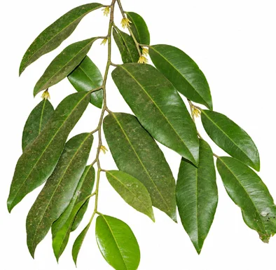 Diospyros candolleana leaves