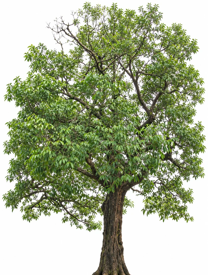 Kanara Ebony