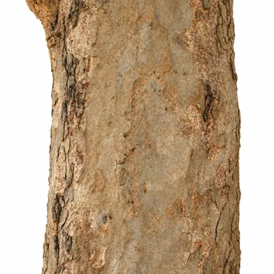Diospyros ebenum bark