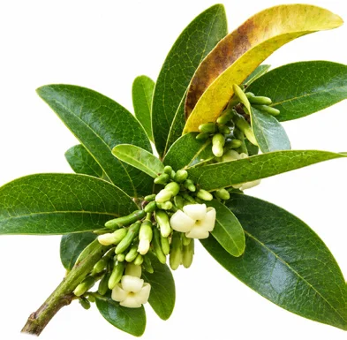 Diospyros ebenum flower