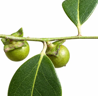 Diospyros ebenum fruit / seeds