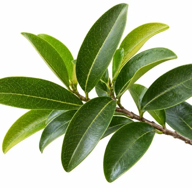 Diospyros ebenum leaves