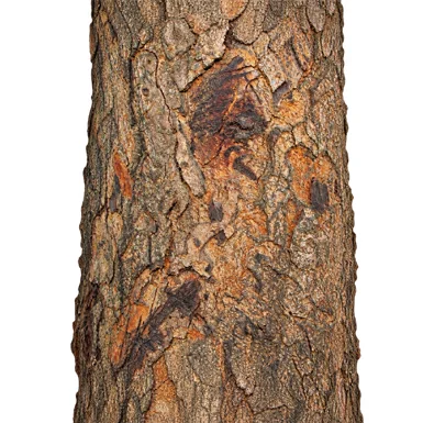 Diospyros malabarica bark