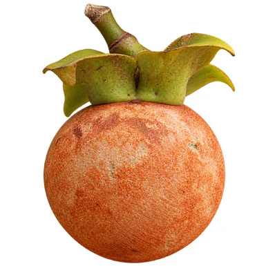 Diospyros malabarica fruit / seeds