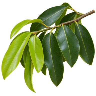 Diospyros malabarica leaves