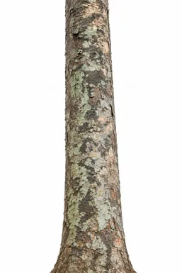 Dipterocarpus indicus bark