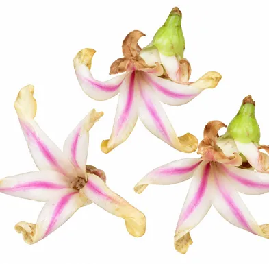 Dipterocarpus indicus flower